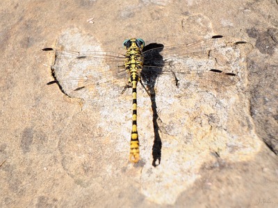 Onychogomphus forcipatus macho en estado por Juan Pedro Serrano León