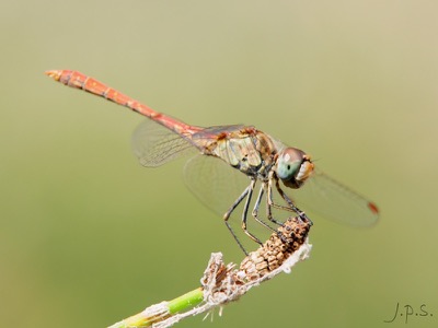 Sympetrum fonscolombii macho en estado por Juan Pedro Serrano León
