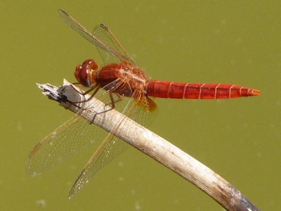 Crocothemis erythraea macho en estado por Manuel Nuñez Guerra