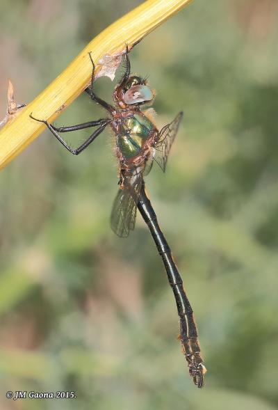 Oxygastra curtisii macho en estado adulto por Jose Manuel Gaona