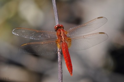 Crocothemis erythraea macho en estado por Juan Pedro Serrano León