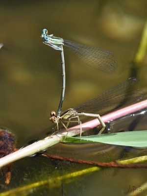 Platycnemis latipes copula en estado por Juan Pedro Serrano León