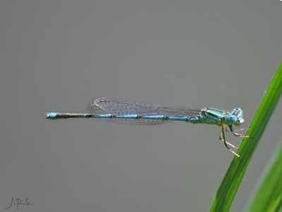 Erythromma lindenii macho en estado por Juan Pedro Serrano León