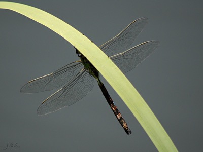 Anax imperator macho en estado por Juan Pedro Serrano León