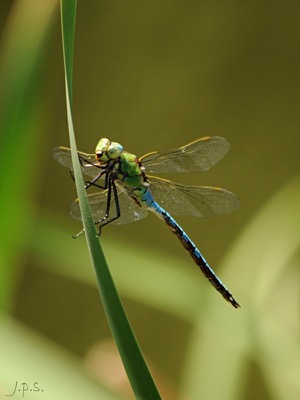 Anax imperator macho en estado por Juan Pedro Serrano León