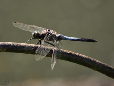 Orthetrum cancellatum macho en estado por Juan Pedro Serrano León