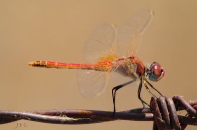 Sympetrum fonscolombii macho en estado por Juan Pedro Serrano León