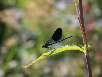Calopteryx xanthostoma macho en estado por Jesús Prados Blanco