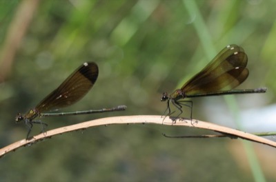 Calopteryx haemorrhoidalis hembra en estado por Jose Antonio Reyes