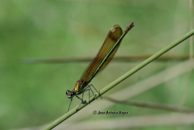 Calopteryx haemorrhoidalis hembra en estado por Jose Antonio Reyes