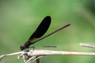 Calopteryx haemorrhoidalis macho en estado por Jose Antonio Reyes