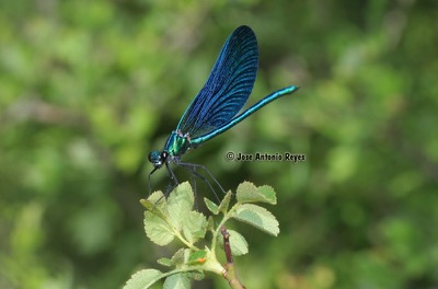 Calopteryx virgo macho en estado por Jose Antonio Reyes