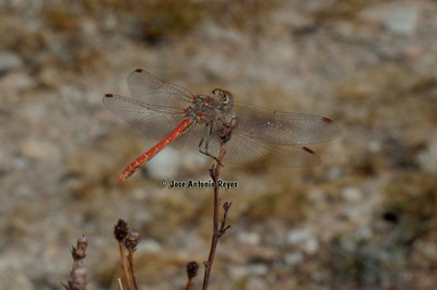 Sympetrum sinaiticum macho en estado por Jose Antonio Reyes