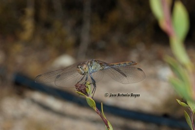 Sympetrum sinaiticum macho en estado por Jose Antonio Reyes