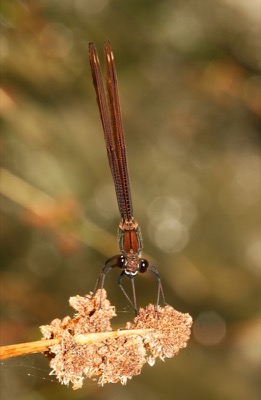 Calopteryx haemorrhoidalis hembra en estado por Jose Luis Lozano Martinez