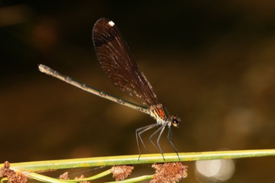 Calopteryx haemorrhoidalis hembra en estado por Jose Luis Lozano Martinez