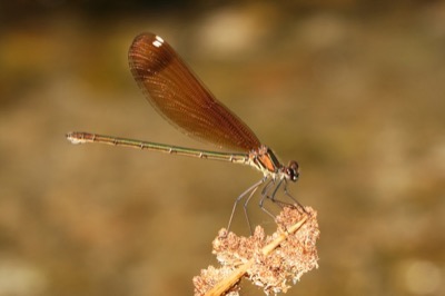Calopteryx haemorrhoidalis hembra en estado por Jose Luis Lozano Martinez