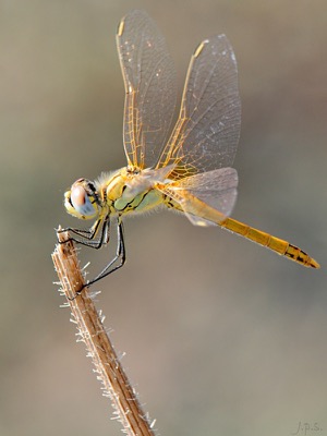 Sympetrum fonscolombii macho en estado joven por Juan Pedro Serrano León