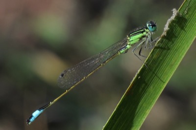 Ischnura elegans macho en estado por Leandro Sanchez