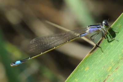 Ischnura elegans hembra en estado joven por Leandro Sanchez