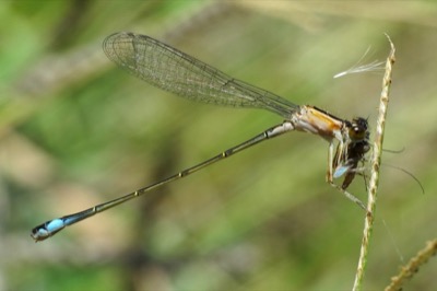 Ischnura elegans hembra en estado por Leandro Sanchez