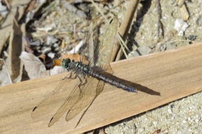 Orthetrum cancellatum hembra en estado por Leandro Sanchez