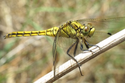 Orthetrum cancellatum hembra en estado por Leandro Sanchez