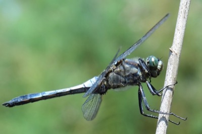 Orthetrum cancellatum macho en estado por Leandro Sanchez