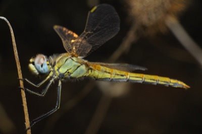 Sympetrum fonscolombii hembra en estado por Leandro Sanchez
