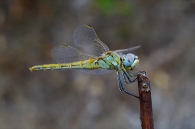 Sympetrum fonscolombii hembra en estado por Leandro Sanchez
