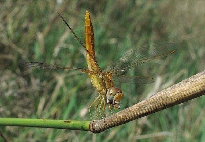 Crocothemis erythraea macho en estado por Leandro Sanchez