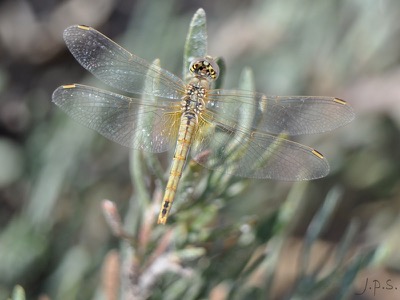 Sympetrum fonscolombii hembra en estado por Juan Pedro Serrano León
