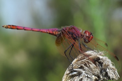 Trithemis annulata macho en estado por Leandro Sanchez