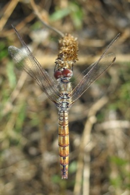 Trithemis annulata hembra en estado por Leandro Sanchez