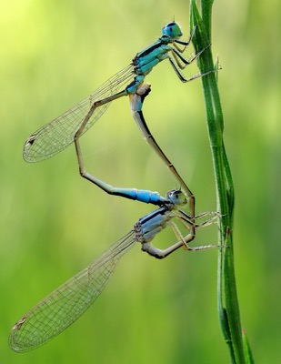 Ischnura elegans copula en estado por Miguel Olivera