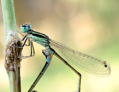 Ischnura elegans copula en estado por Miguel Olivera