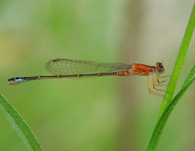 Ischnura elegans hembra en estado por Miguel Olivera