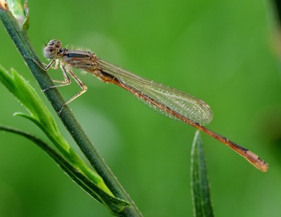 Ischnura elegans macho en estado por Miguel Olivera