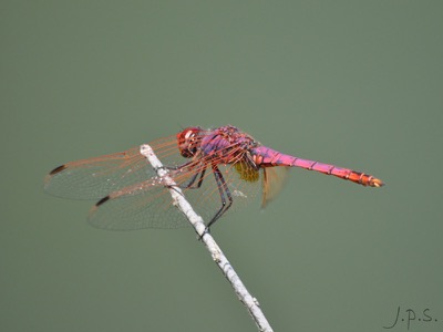 Trithemis annulata macho en estado por Juan Pedro Serrano León