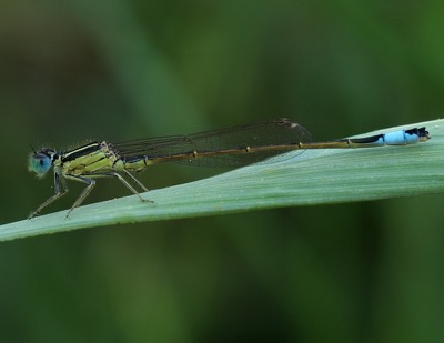 Ischnura elegans macho en estado por Miguel Olivera