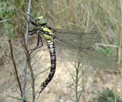 Aeshna cyanea hembra en estado por Pere Miquel Guillem