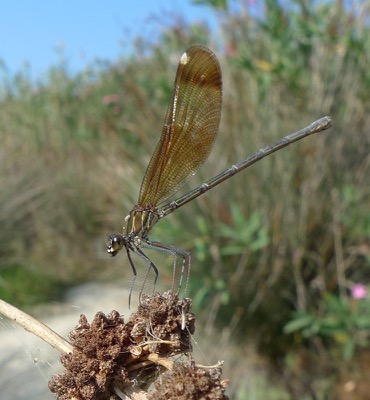 Calopteryx haemorrhoidalis hembra en estado por Pere Miquel Guillem