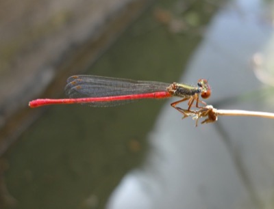 Ceriagrion tenellum en estado por Pere Miquel Guillem