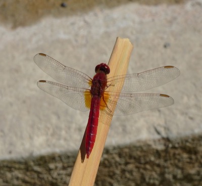 Crocothemis erythraea macho en estado por Pere Miquel Guillem
