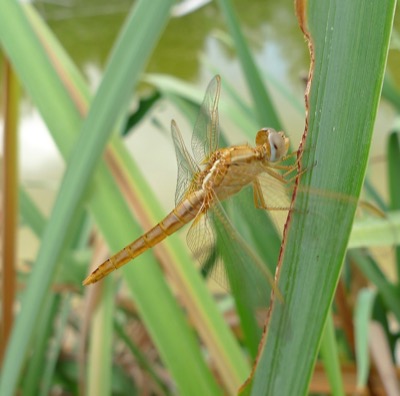 Crocothemis erythraea macho en estado inmaduro por Pere Miquel Guillem
