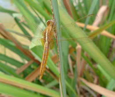 Crocothemis erythraea hembra en estado por Pere Miquel Guillem