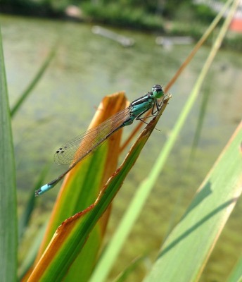Ischnura elegans macho en estado por Pere Miquel Guillem