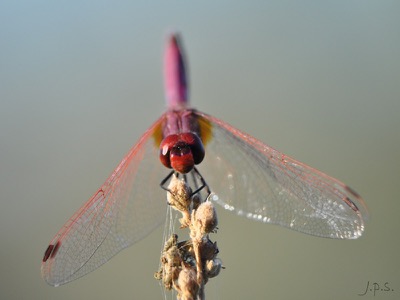 Trithemis annulata macho en estado por Juan Pedro Serrano León