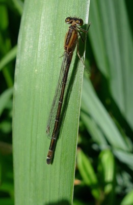 Ischnura elegans hembra en estado por Pere Miquel Guillem