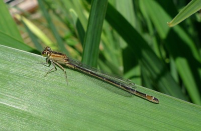 Ischnura elegans hembra en estado por Pere Miquel Guillem
